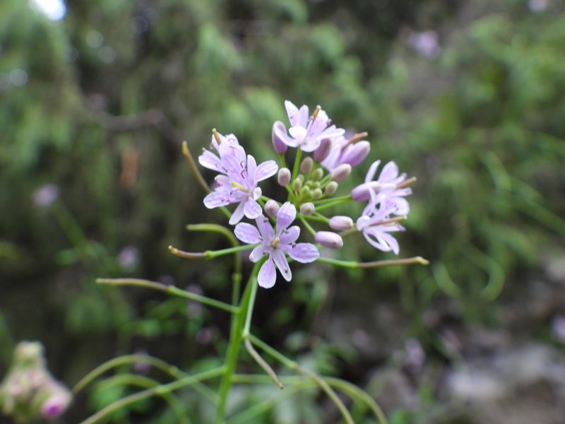 Mostacillastrum longipes, photographed by Leticia Jiménez Hernández