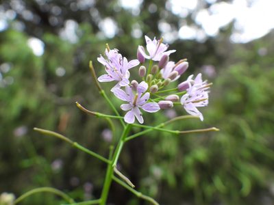 Mostacillastrum longipes, photographed by Leticia Jiménez Hernández
