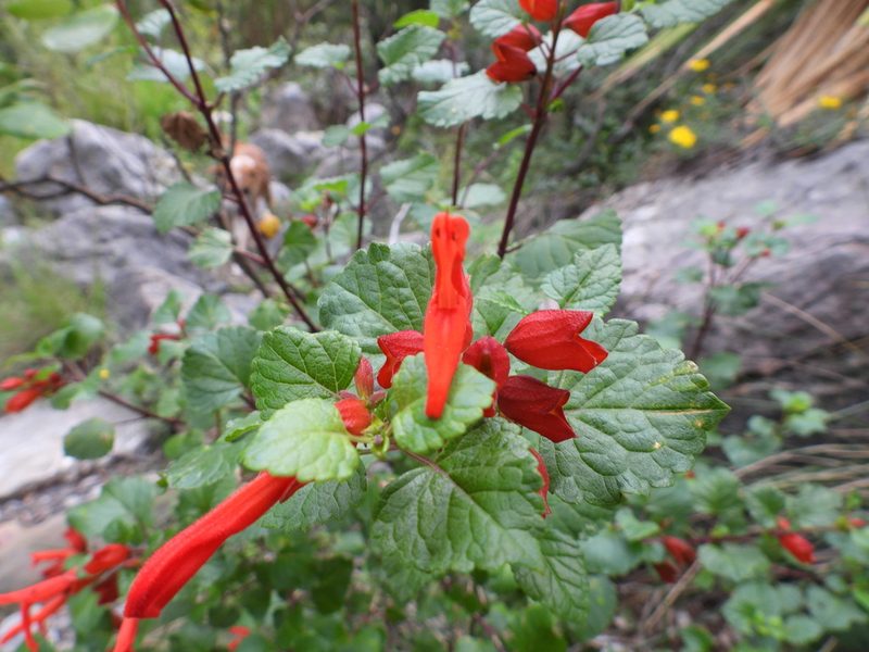 Salvia regla, photographed by Leticia Jiménez Hernández