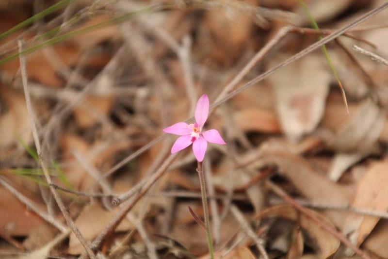 Caladenia reptans, photographed by Em Lamond