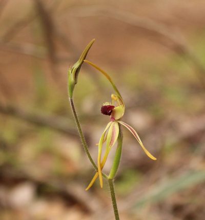 Caladenia longiclavata, photographed by Em Lamond