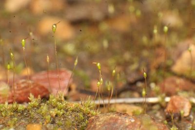 Entosthodon subnudus, photographed by Em Lamond
