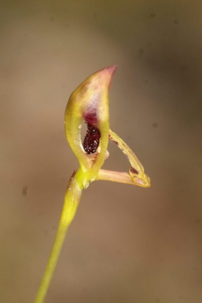 Drakaea livida, photographed by Em Lamond