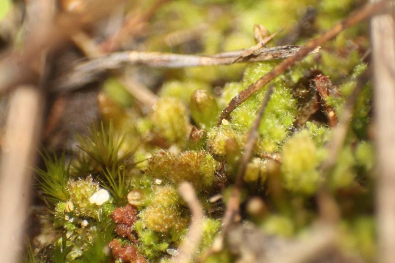 Chaetophyllopsis whiteleggei, photographed by Em Lamond