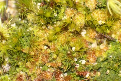Chaetophyllopsis whiteleggei, photographed by Em Lamond