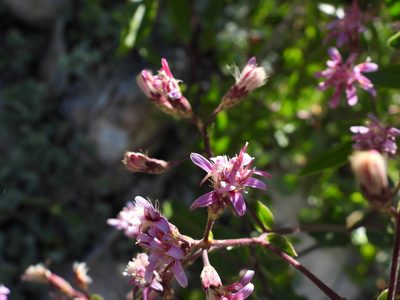 Acourtia wrightii, photographed by Leticia Jiménez Hernández