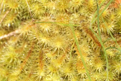 Breutelia affinis, photographed by Em Lamond