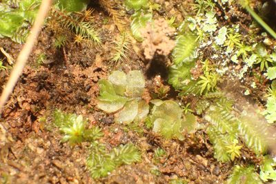 Lethocolea pansa, photographed by Em Lamond