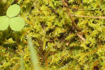 Triquetrella papillata, photographed by Em Lamond