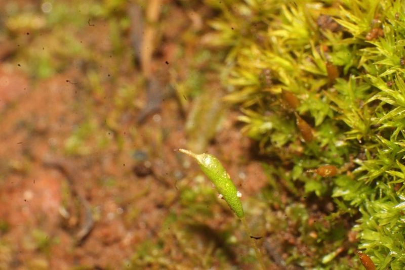 Entosthodon apophysatus, photographed by Em Lamond