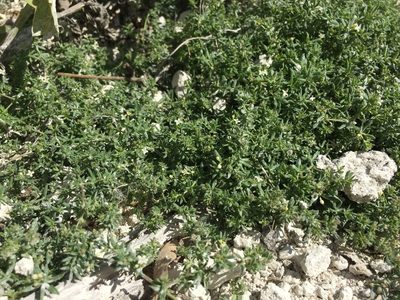 Galium humifusum, photographed by Елена Патерикина
