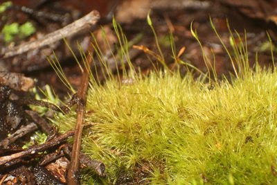 Dicranoloma diaphanoneuron, photographed by Em Lamond