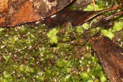 Asterella drummondii, photographed by Em Lamond