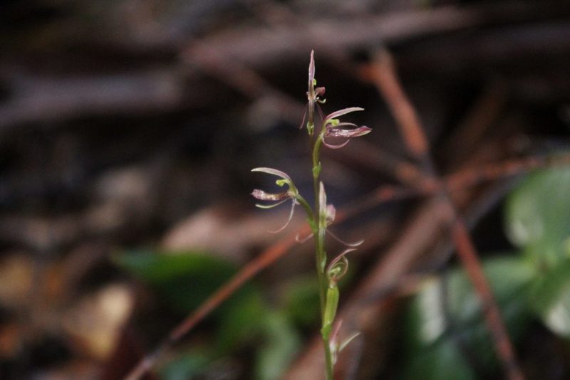 Cyrtostylis huegelii, photographed by Em Lamond