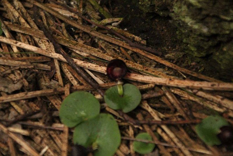 Corybas recurvus, photographed by Em Lamond