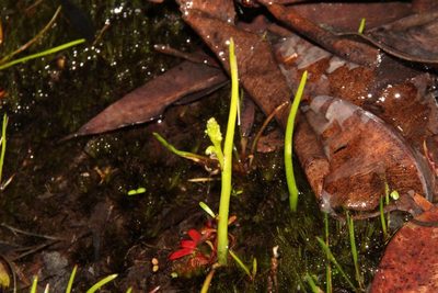 Microtis atrata, photographed by Em Lamond