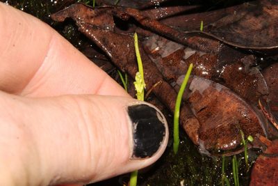 Microtis atrata, photographed by Em Lamond