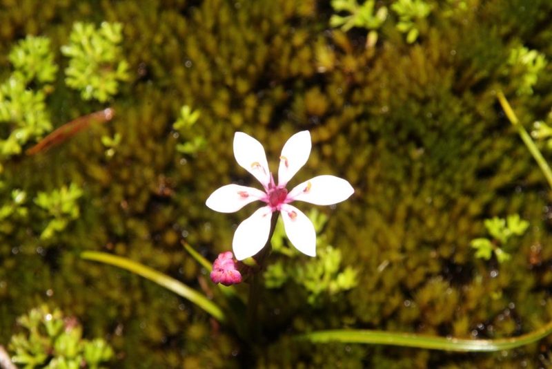 Burchardia multiflora, photographed by Em Lamond
