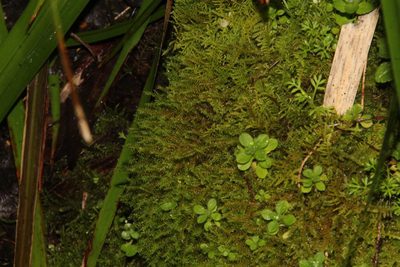 Triquetrella papillata, photographed by Em Lamond