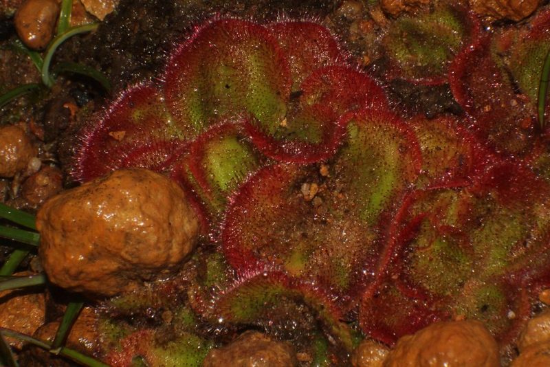 Drosera collina, photographed by Em Lamond