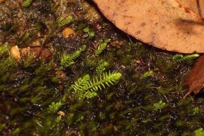 Selaginella gracillima, photographed by Em Lamond