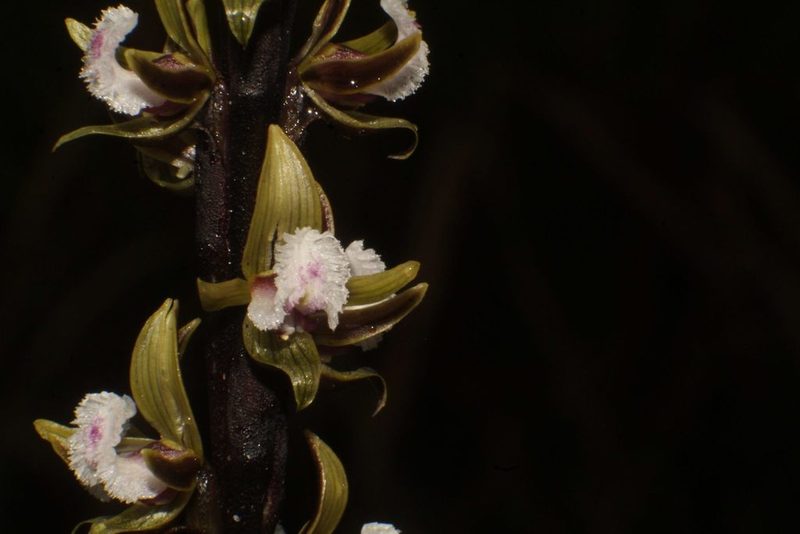 Prasophyllum fimbria, photographed by Em Lamond