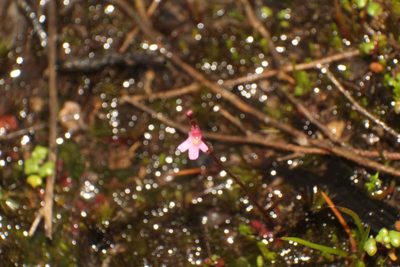 Utricularia tenella, photographed by Em Lamond