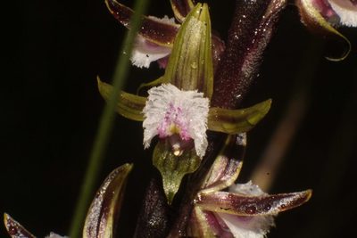 Prasophyllum fimbria, photographed by Em Lamond