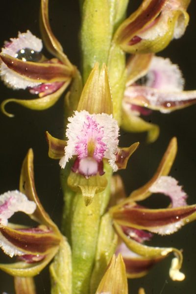 Prasophyllum fimbria, photographed by Em Lamond