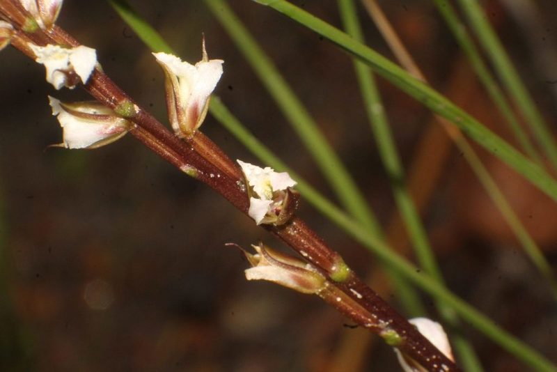 Prasophyllum hians, photographed by Em Lamond