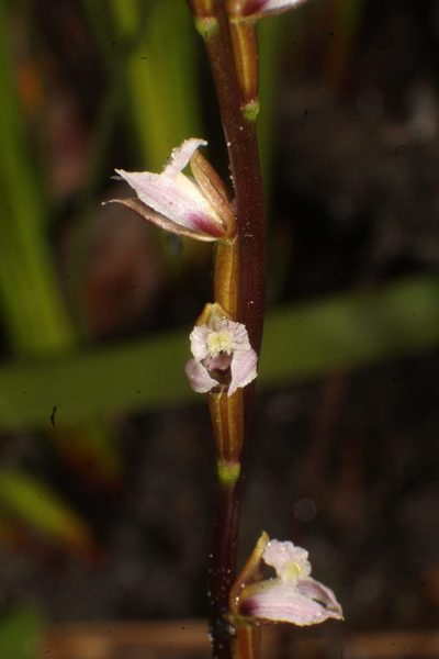 Prasophyllum hians, photographed by Em Lamond