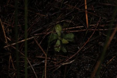 Drosera hamiltonii, photographed by Em Lamond