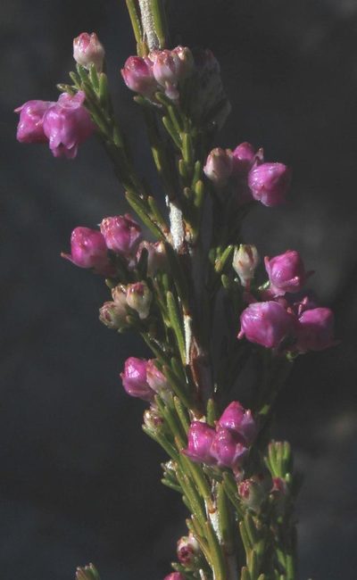 Erica selaginifolia, photographed by Tony Rebelo