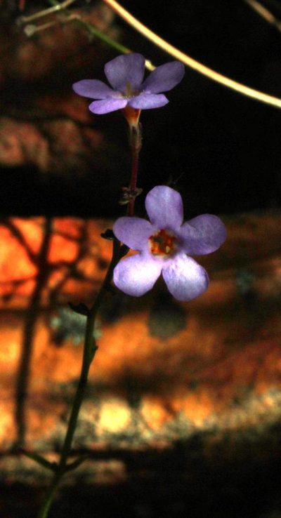 Chaenostoma subnudum, photographed by Tony Rebelo