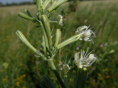 Silene multiflora, photographed by Gabriel Mayrhofer