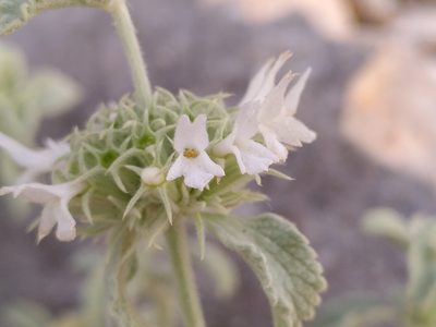Marrubium incanum, photographed by Yves Bas