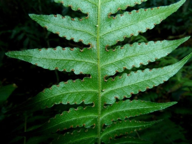 Blotiella natalensis, photographed by M Kriek
