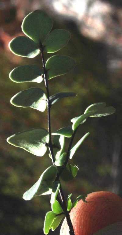 Choristosoria leucomelas, photographed by Tony Rebelo