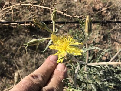 Mentzelia longiloba, photographed by CK2AZ