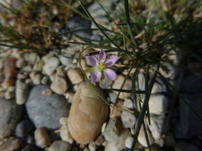 Spergularia media, photographed by Gabriel Mayrhofer