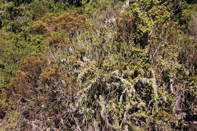 Gymnosporia capitata, photographed by Tony Rebelo