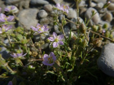 Spergularia media, photographed by Gabriel Mayrhofer
