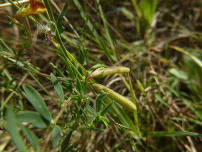 Lotus tenuis, photographed by Gabriel Mayrhofer