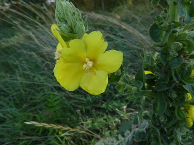 Verbascum phlomoides, photographed by Gabriel Mayrhofer