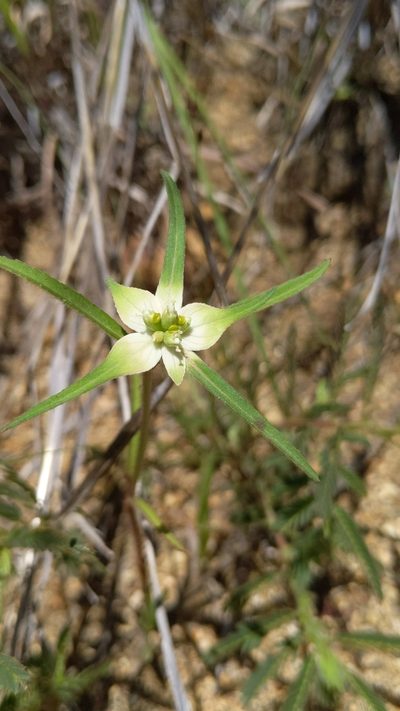 Euphorbia schiedeana, photographed by Alan Rockefeller