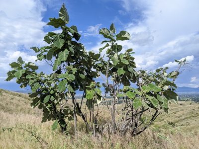 Wigandia urens, photographed by Alan Rockefeller