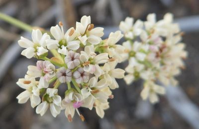 Itasina filifolia, photographed by linkie