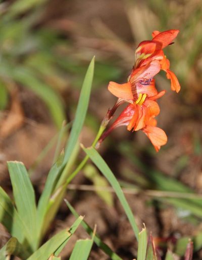 Tritonia laxifolia, photographed by Tony Rebelo