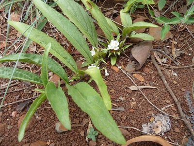 Crabbea cirsioides, photographed by Andrew Hankey