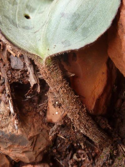 Drimiopsis atropurpurea, photographed by Andrew Hankey